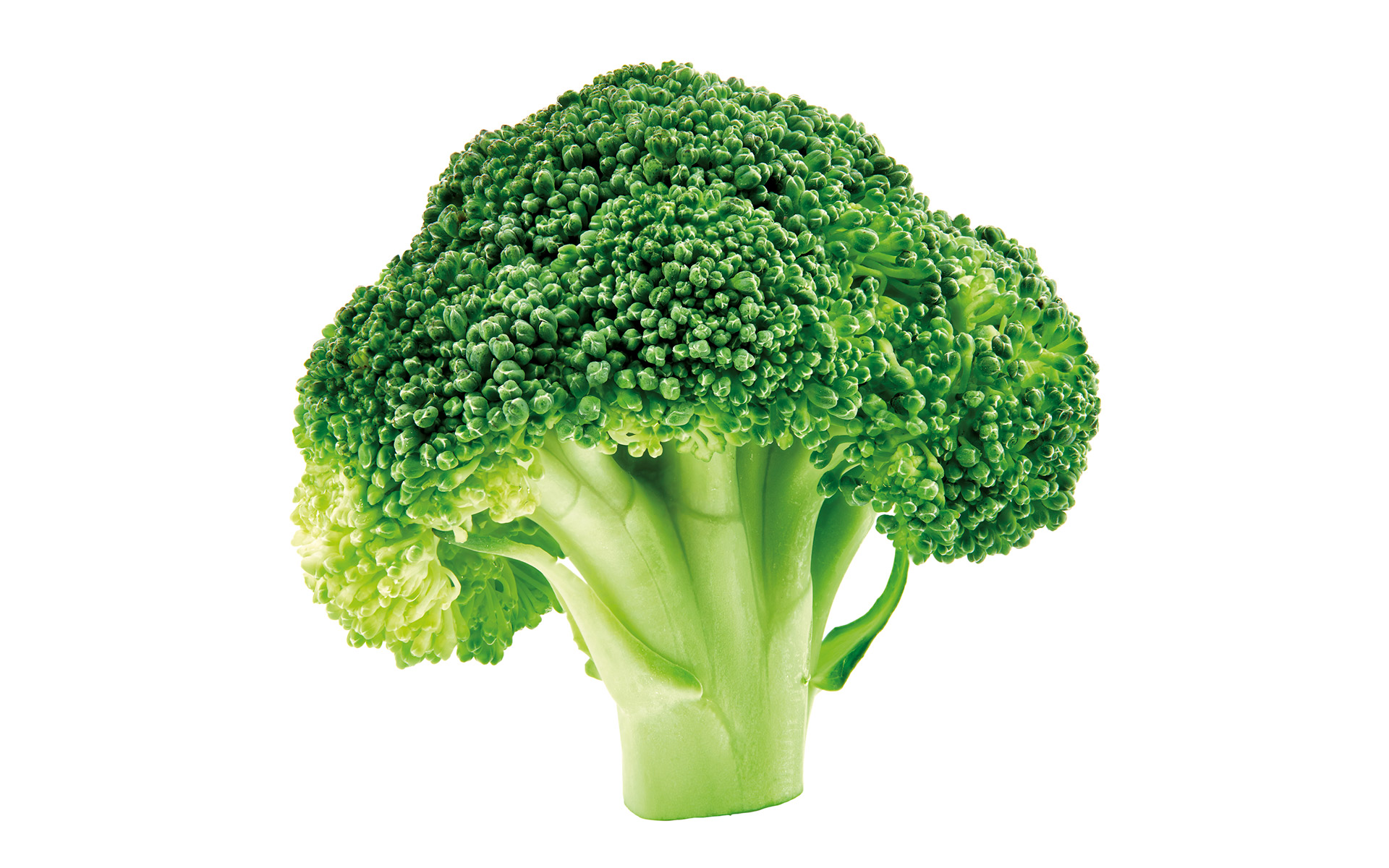 Broccolo