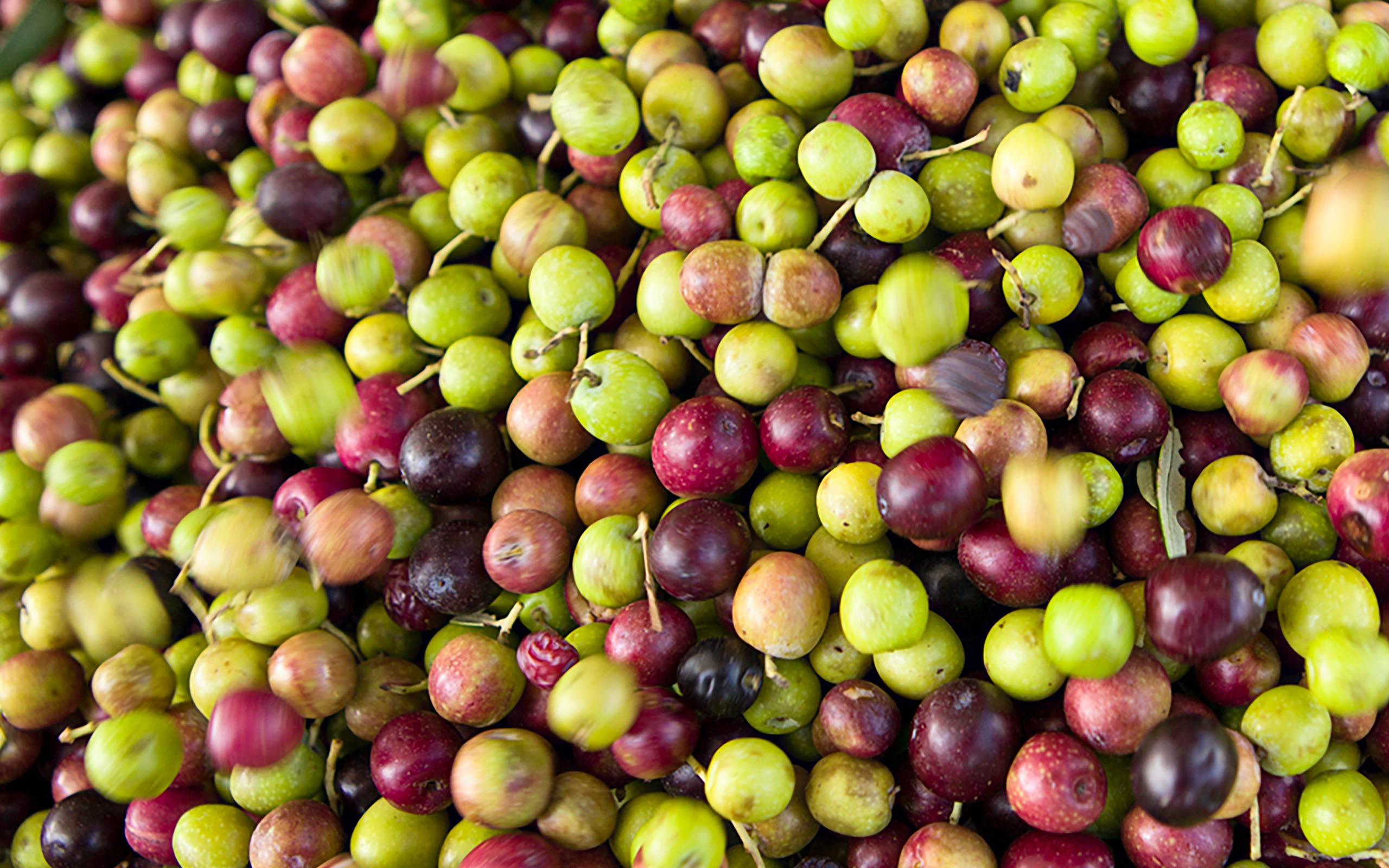 Venterra olive