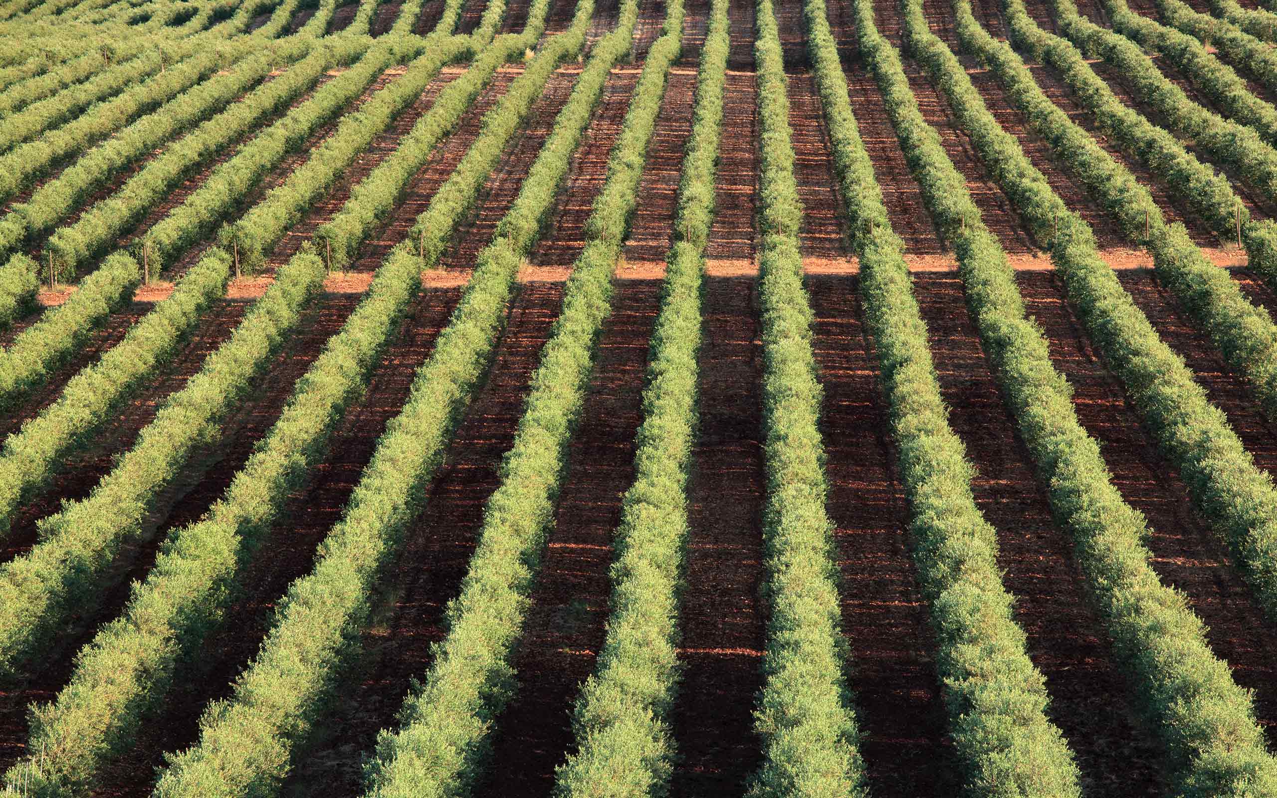 Venterra tenuta